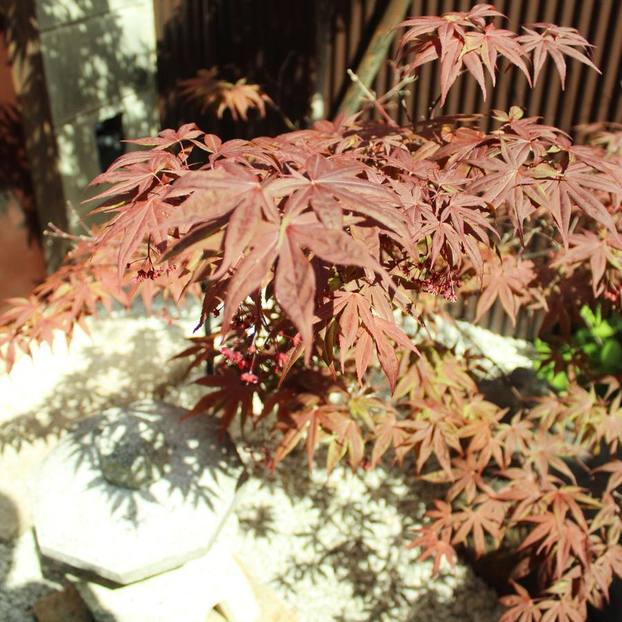 Guest House Koto Fushimi Inari Kyoto Exteriör bild